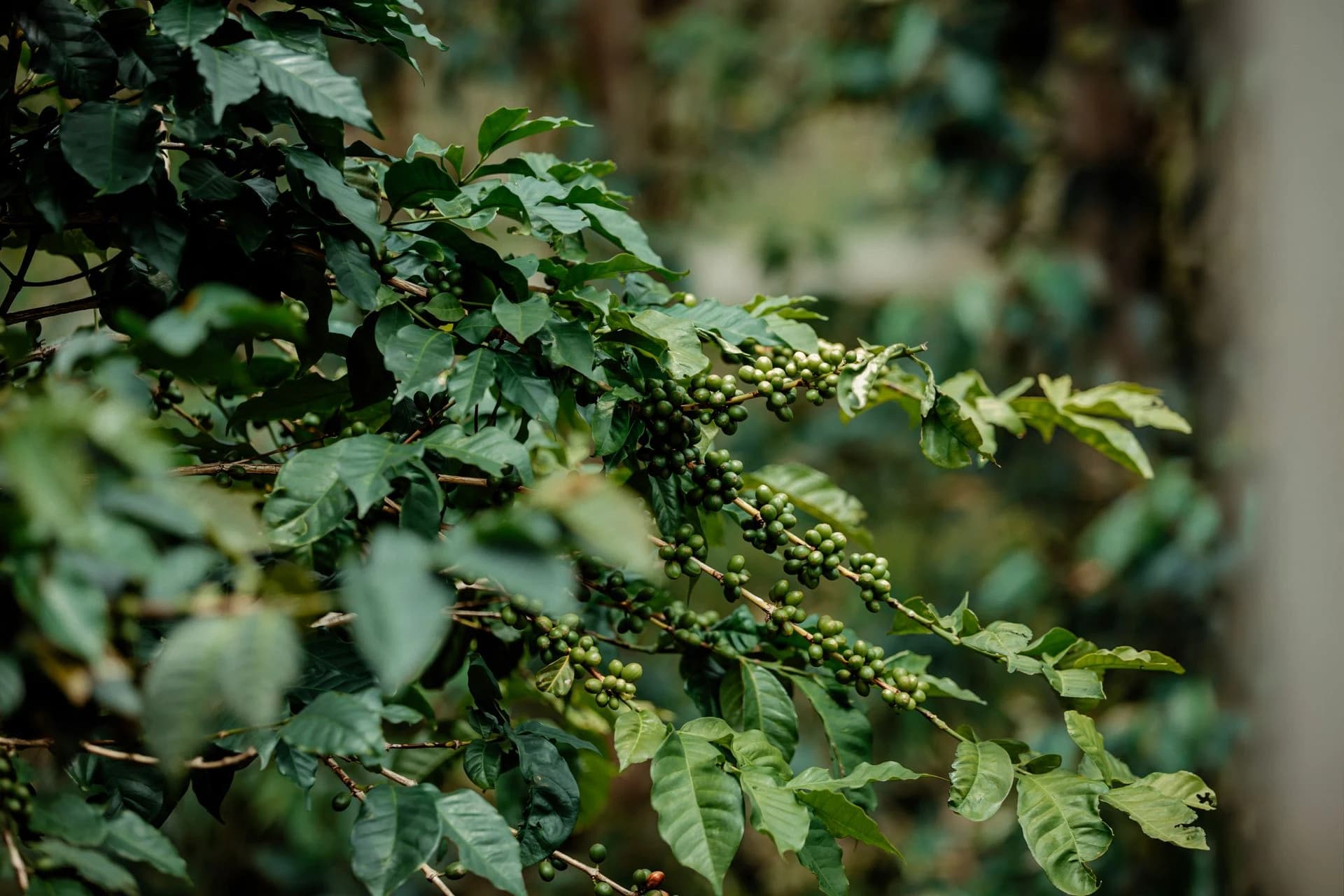 Lekemete coffee region