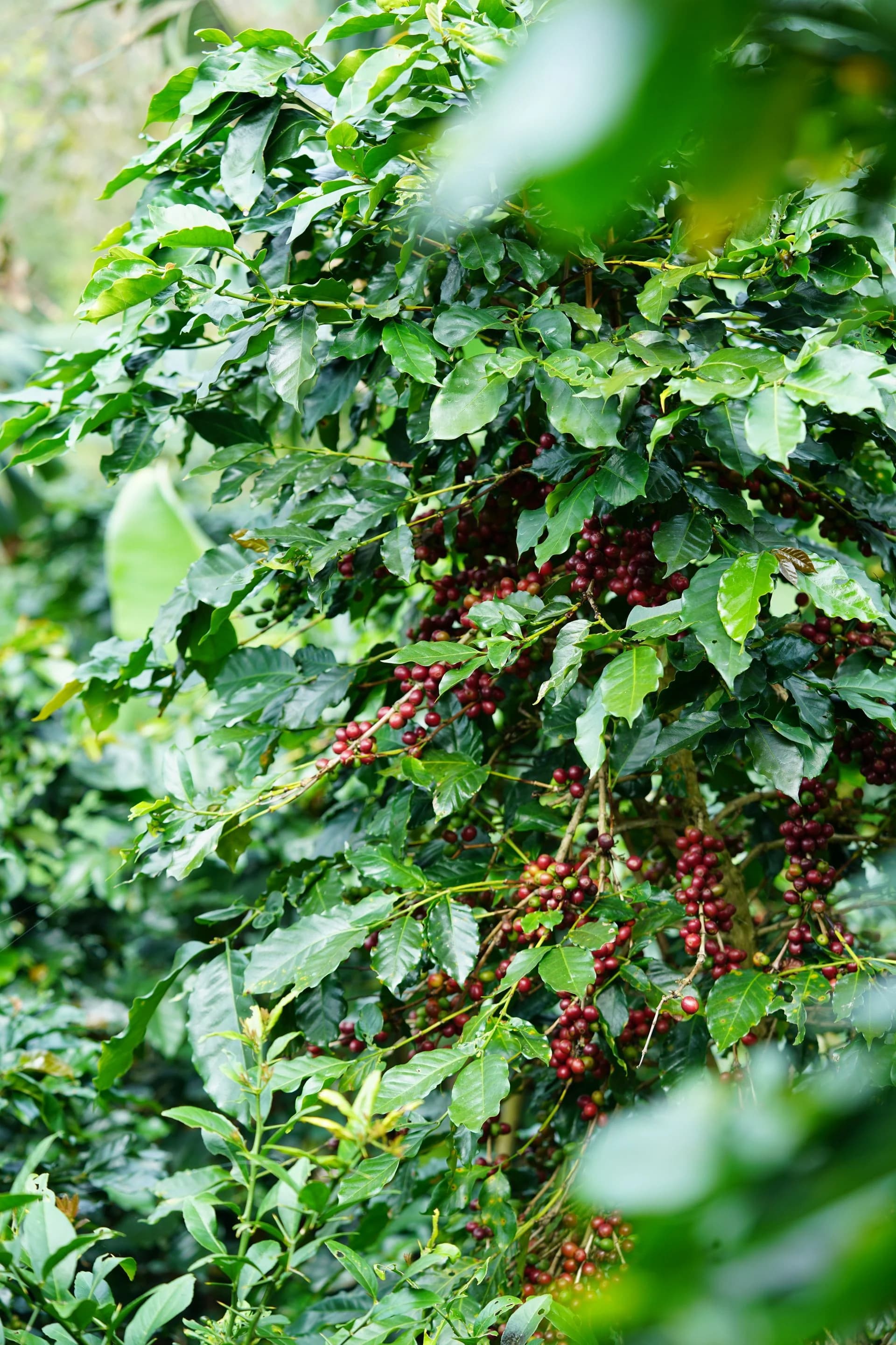 Limu coffee region