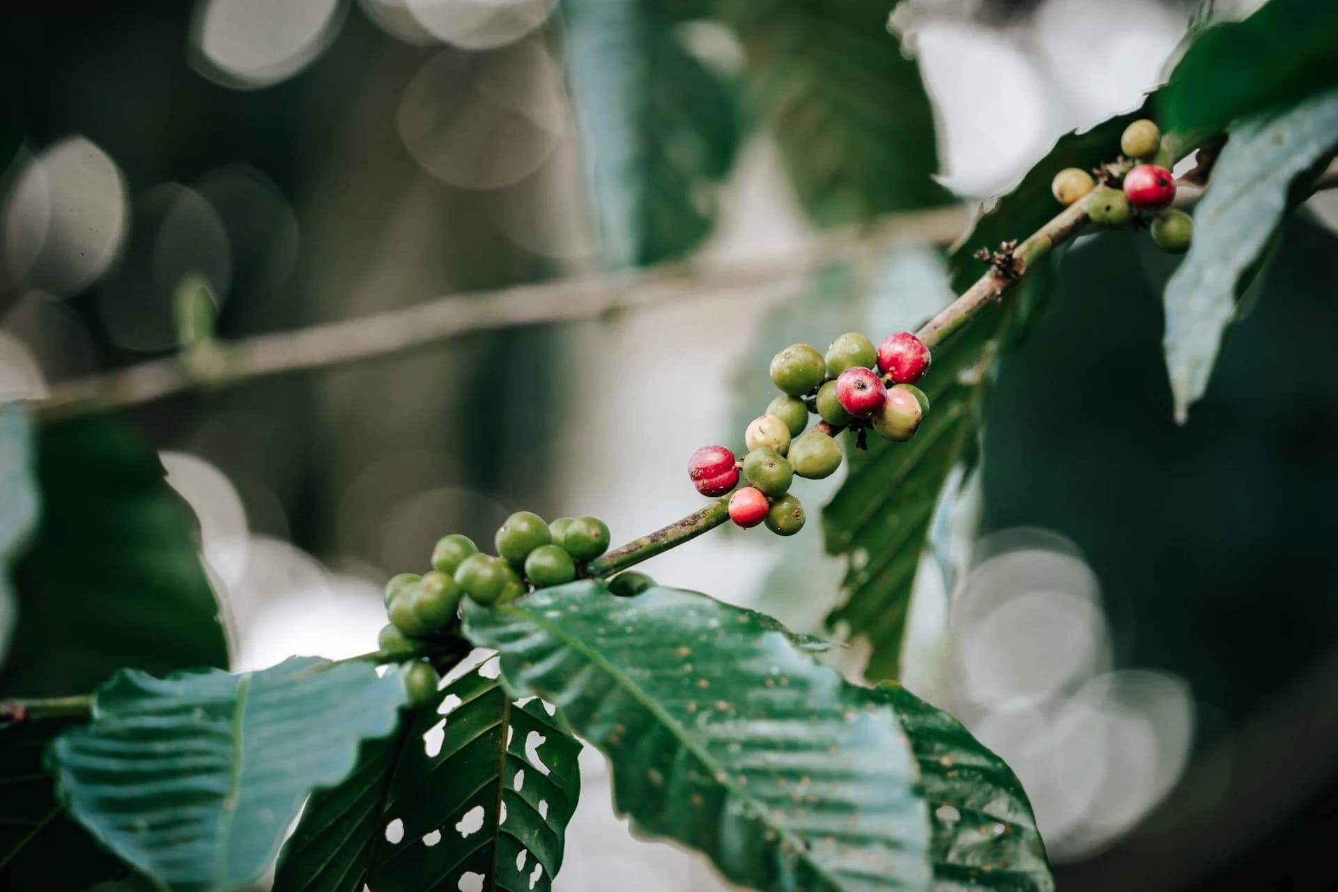 Sidamo coffee region
