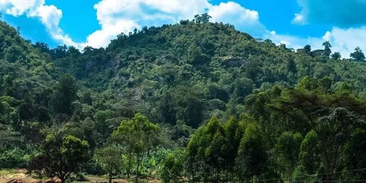 Yirgacheffe coffee growing region in the southern Ethiopian highlands