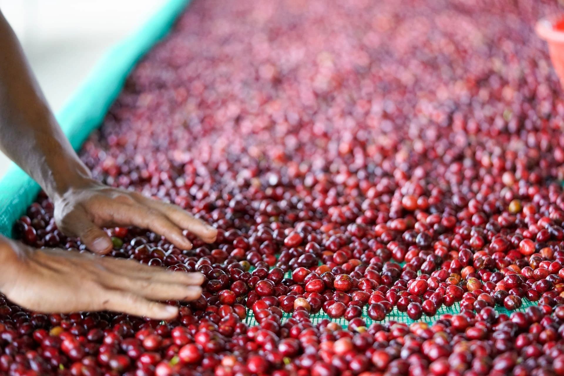 Quality Ethiopian coffee sourcing